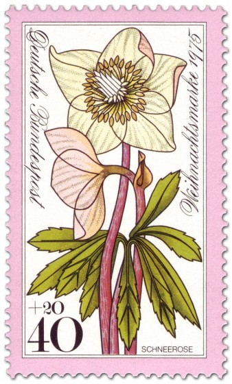 Briefmarke: Schneerose / Christrose (Weihnachtsmarke 1975)