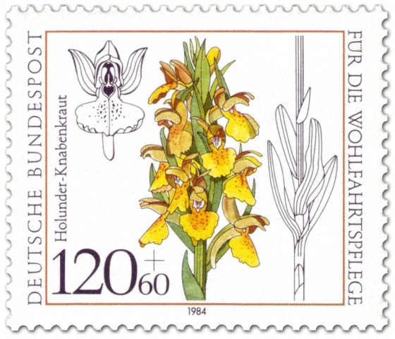 Briefmarke: Holunder Knabenkraut Orchidee
