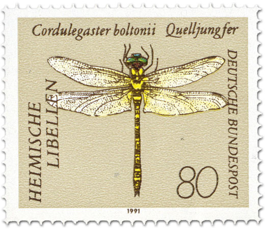 Briefmarke: Zweigestreifte Quelljungfer (Cordulegaster boltonii)