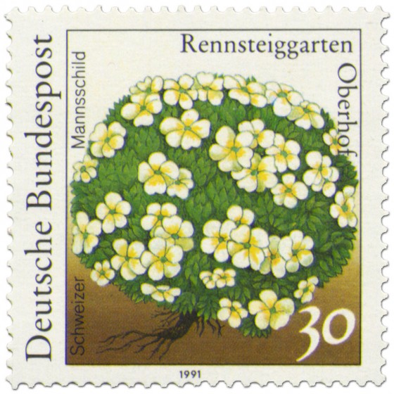 Briefmarke: Schweizer Mannsschild (Blume)